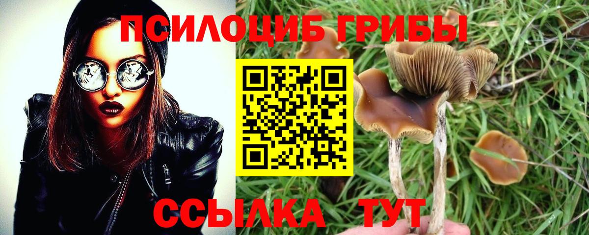 Псилоцибиновые грибы GOLDEN TEACHER Углич